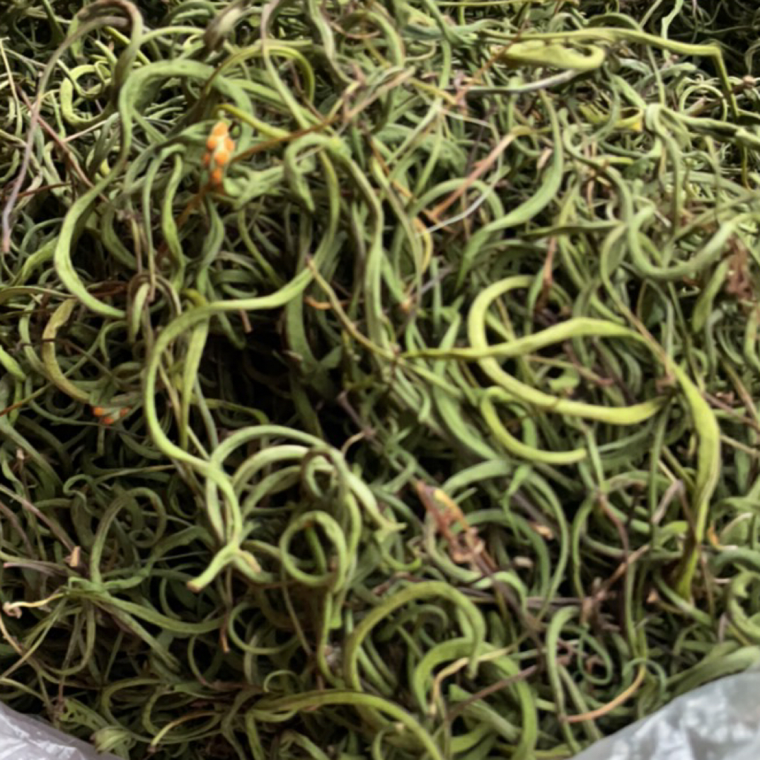 东北深山野生小草