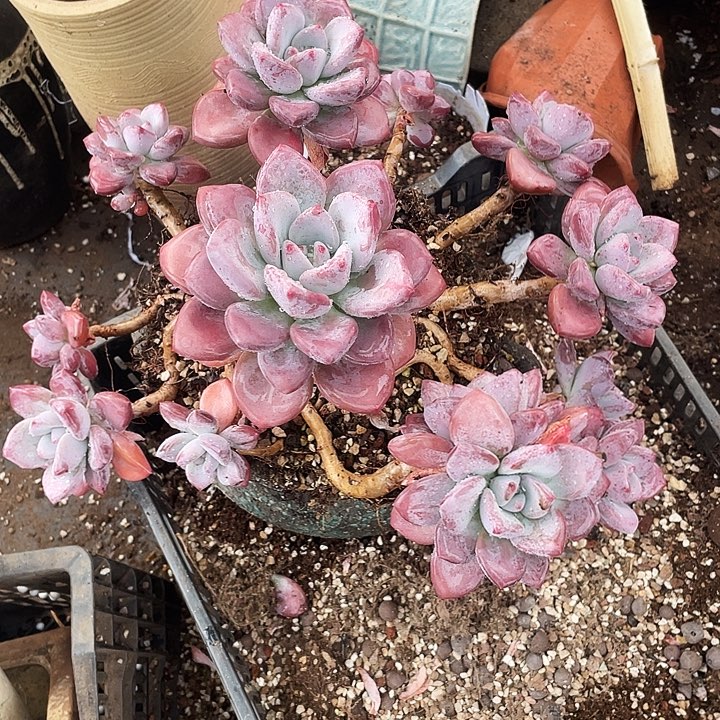 老桩圆叶奥普群生带盆种好寄养