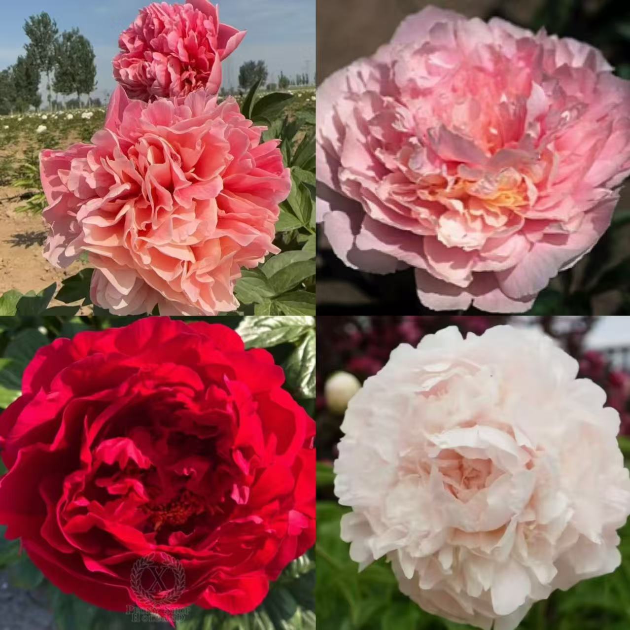 【进口芍药种苗-新品种3】 高端稀少 地栽种植 秋季裸根发苗 包对版