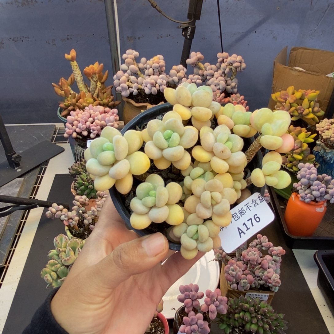 176白奶糖多肉8cm