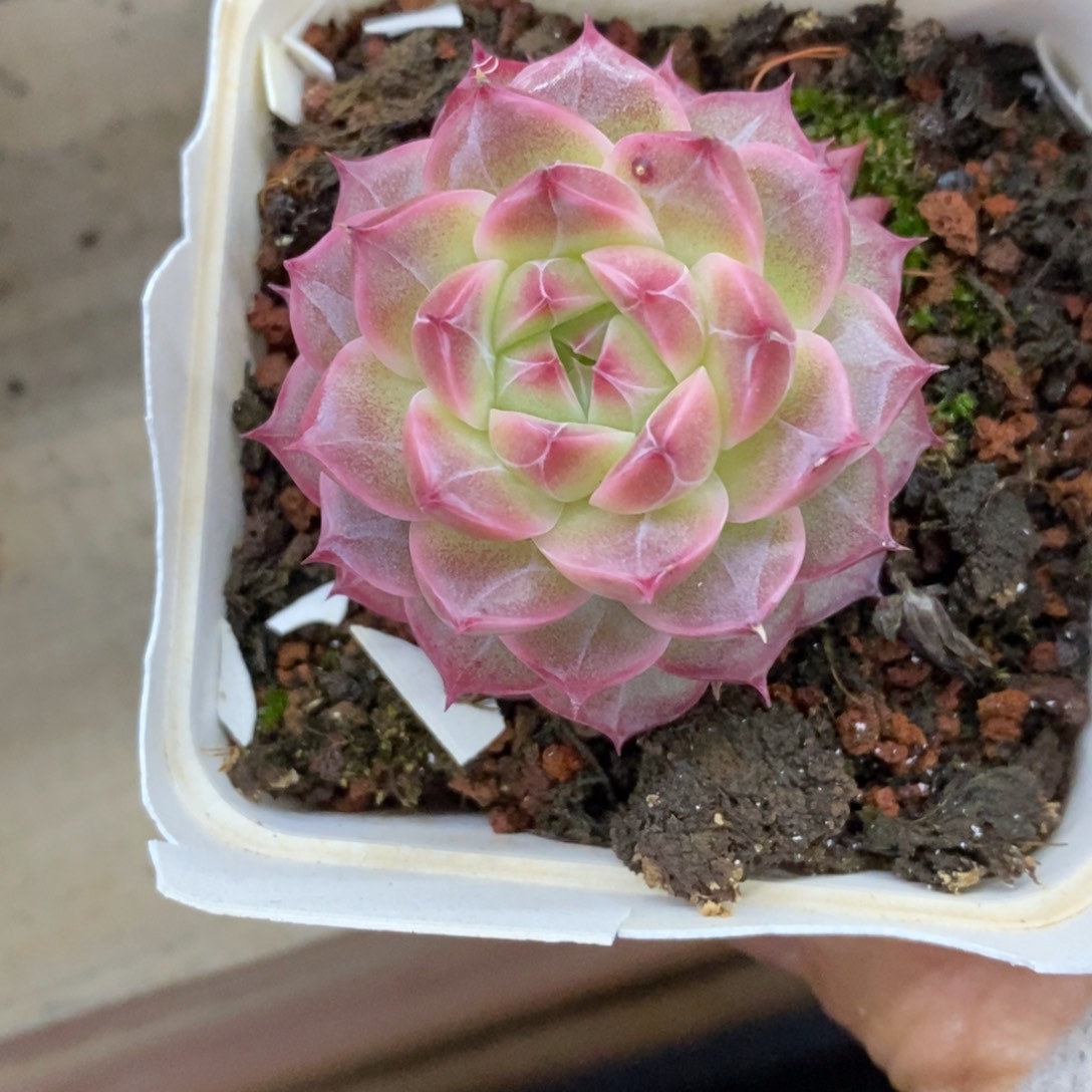 精品多肉一物一拍不包整308