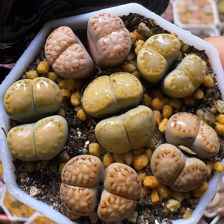 生石花1221。 福利饼干套。  156