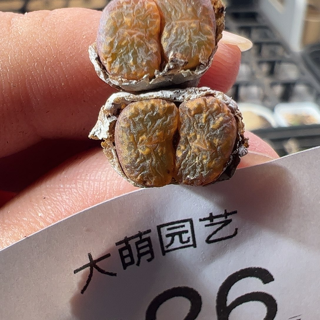 一物一拍脱土发。   226
