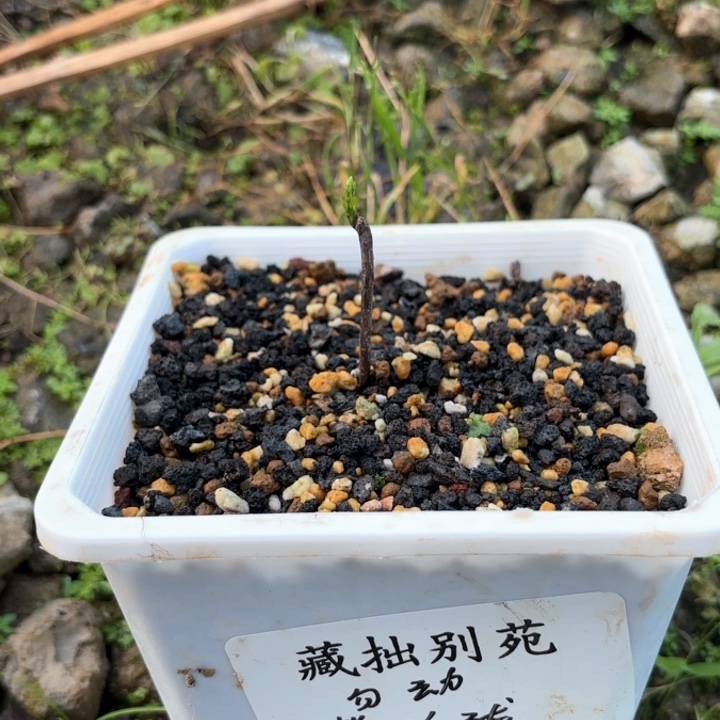 ?*草紫玲珑哈哈哈哈