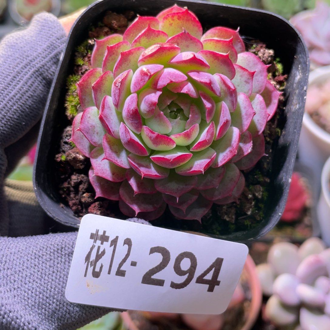 花利美12-294朱砂痣