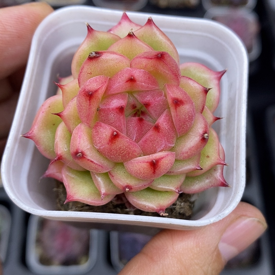 母猪体玉玲珑5厘米盆多肉