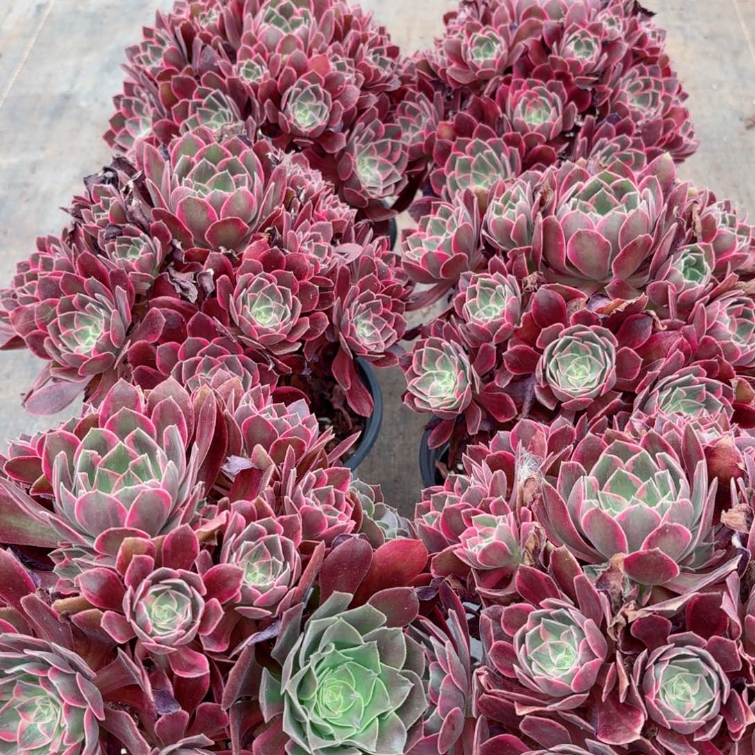 180浣纱捧花多肉法师量拍一颗