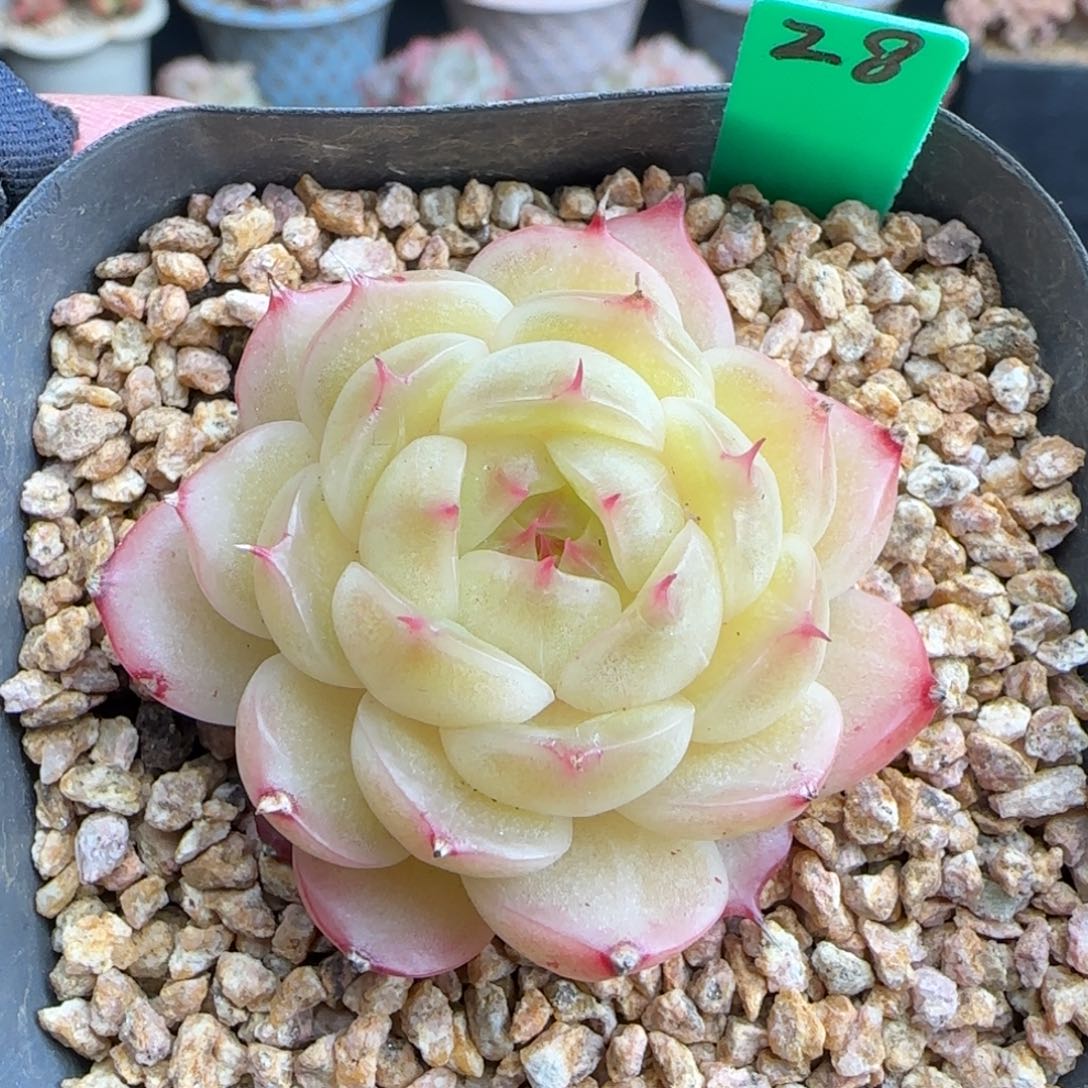 多肉28   麦秆   6厘米盆   h