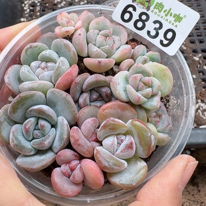 多肉植物多肉植物