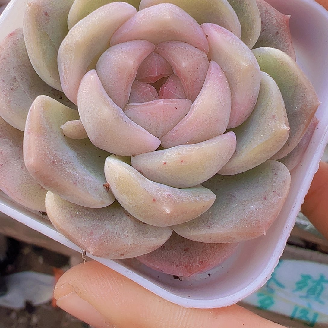 良辰19包邮多肉植物