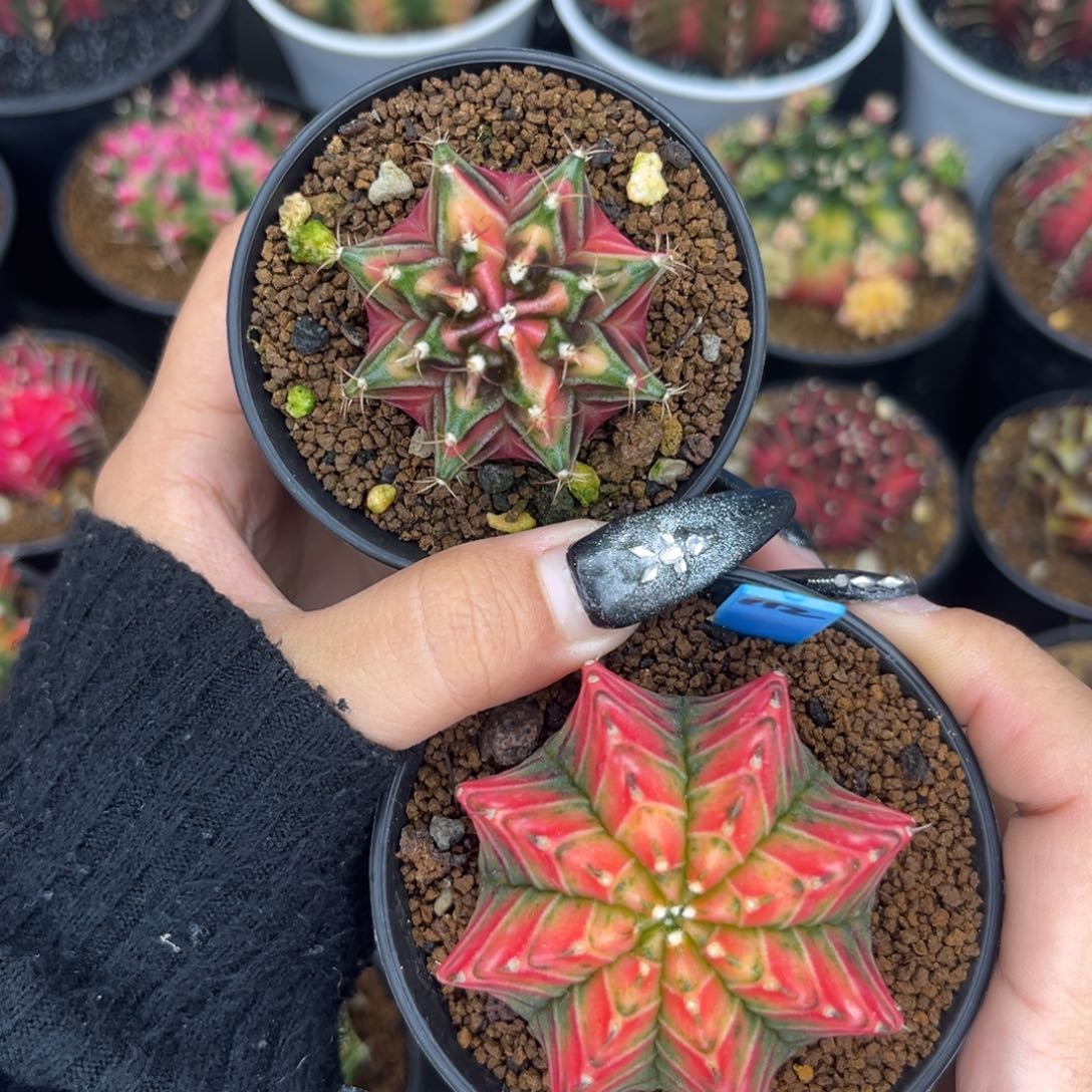 112 两颗一起 带盆土发货