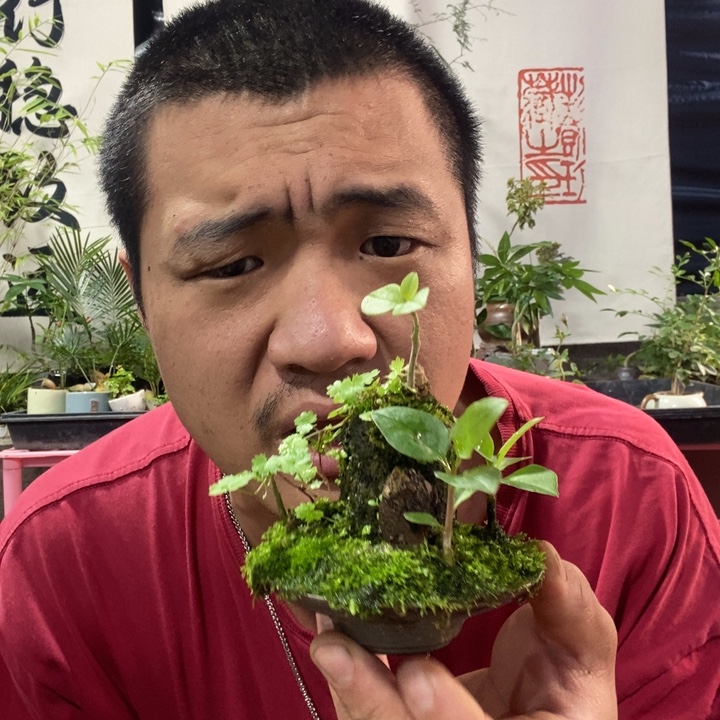 ****%以实际为准盆景绿植盆栽105