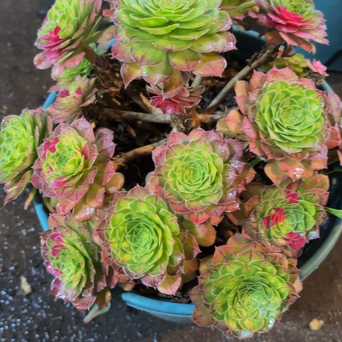 哈哈多肉葡萄福利来337