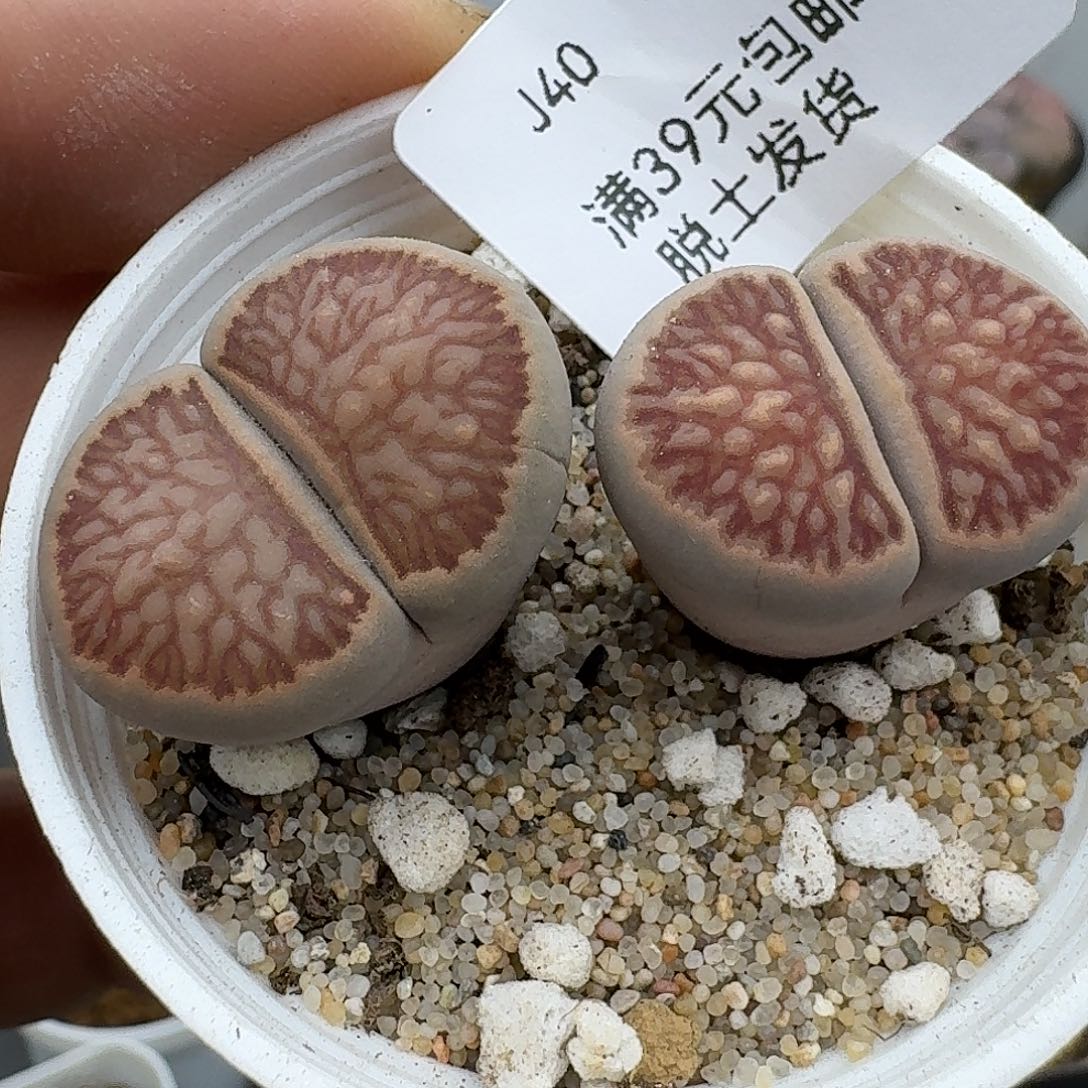 40多肉哈哈哈哈哈宝贝