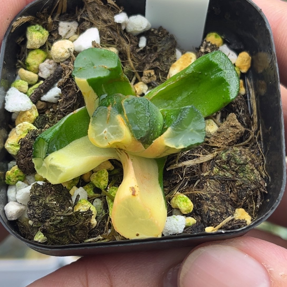 145玉龙万象锦（根弱，介意勿拍）