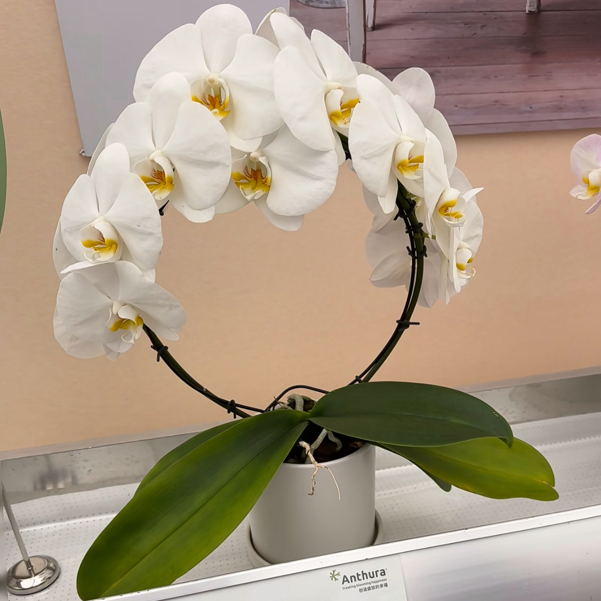 植得【3.5寸安祖剑桥】蝴蝶兰带花带花苞多侧枝