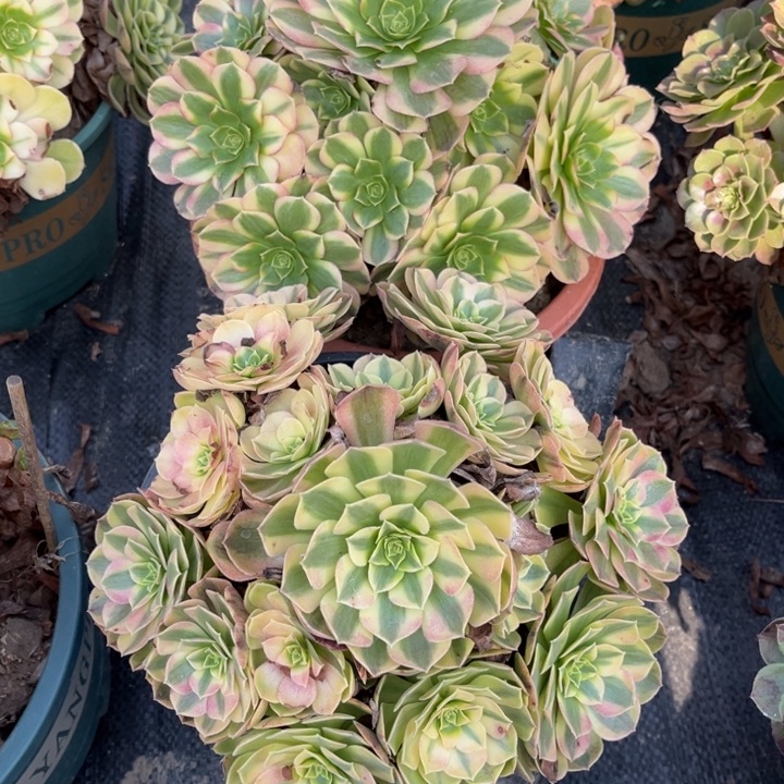 北***度255雨荷多肉植物法师