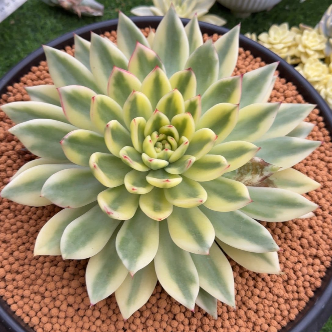 罗德汉娜锦多肉植物