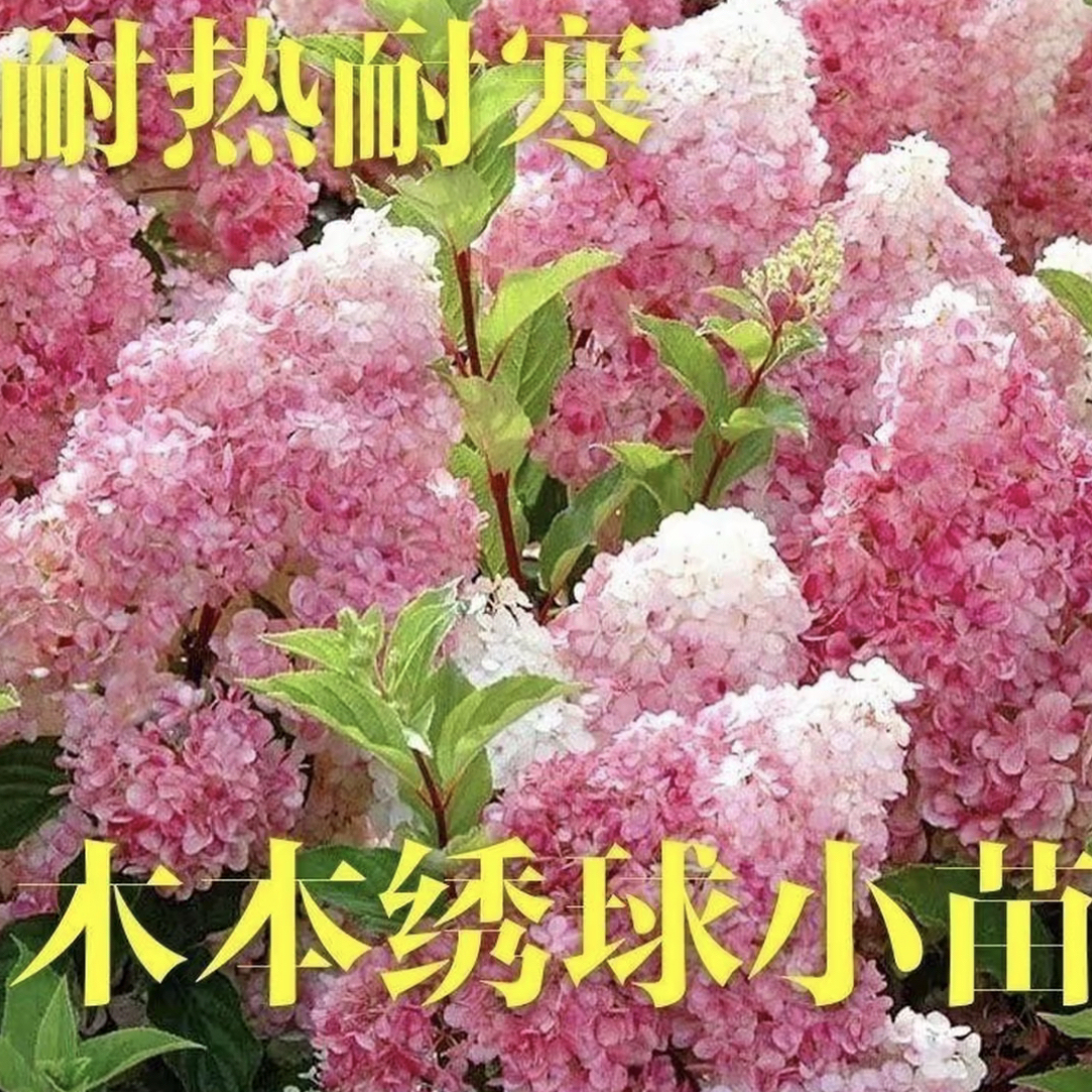 木绣球大花斗球室内外庭院种植耐寒耐热绣球绣球花苗木本绣球