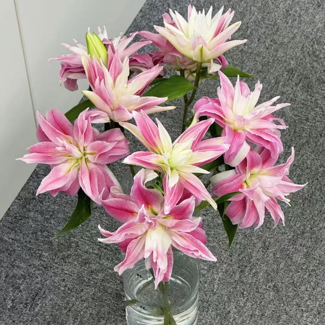 红丝带香水重瓣百合（五度以下拍保温棉 不拍不售后）