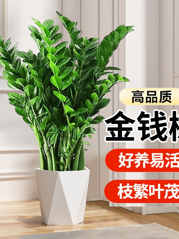 【基地直发】80-90cm金钱树盆栽办公室室内好养净化空气绿植