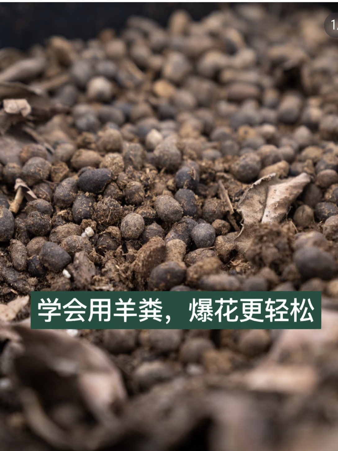 纯羊粪蛋发酵颗粒粉末有机肥养花种菜盆栽多肉植物水果专用营养土