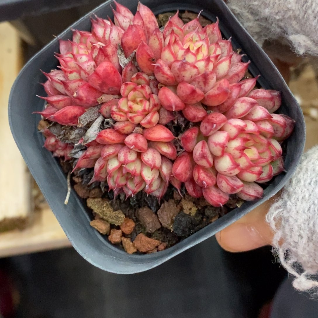 精品多肉一物一拍不包整386