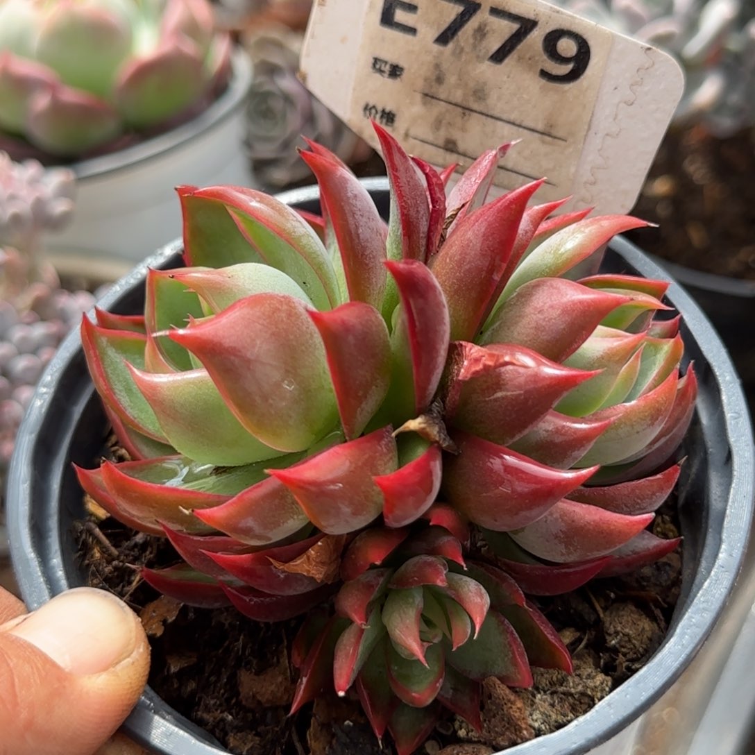 惊鸿一物一拍包装收缩花旱779