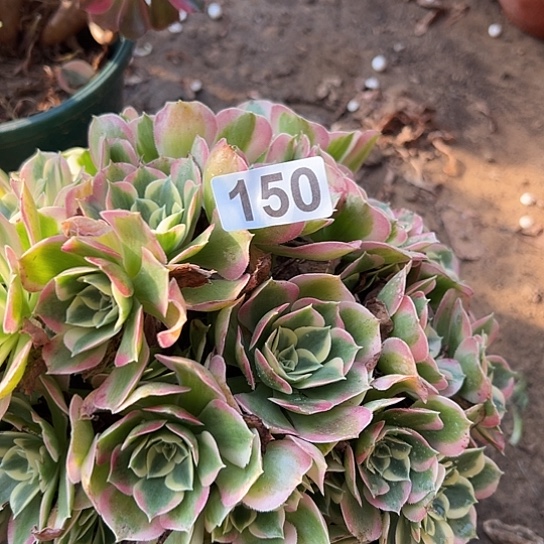 风***下多肉植物一个粉玲珑150