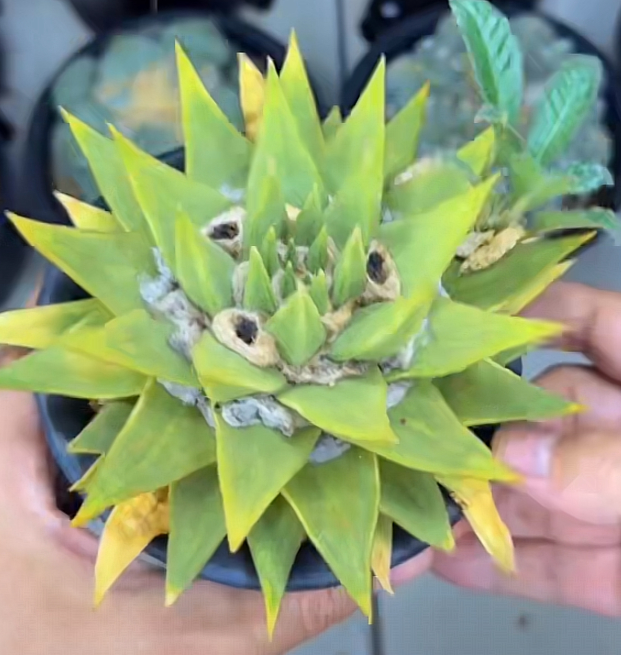 原生种实生黄龙牙
