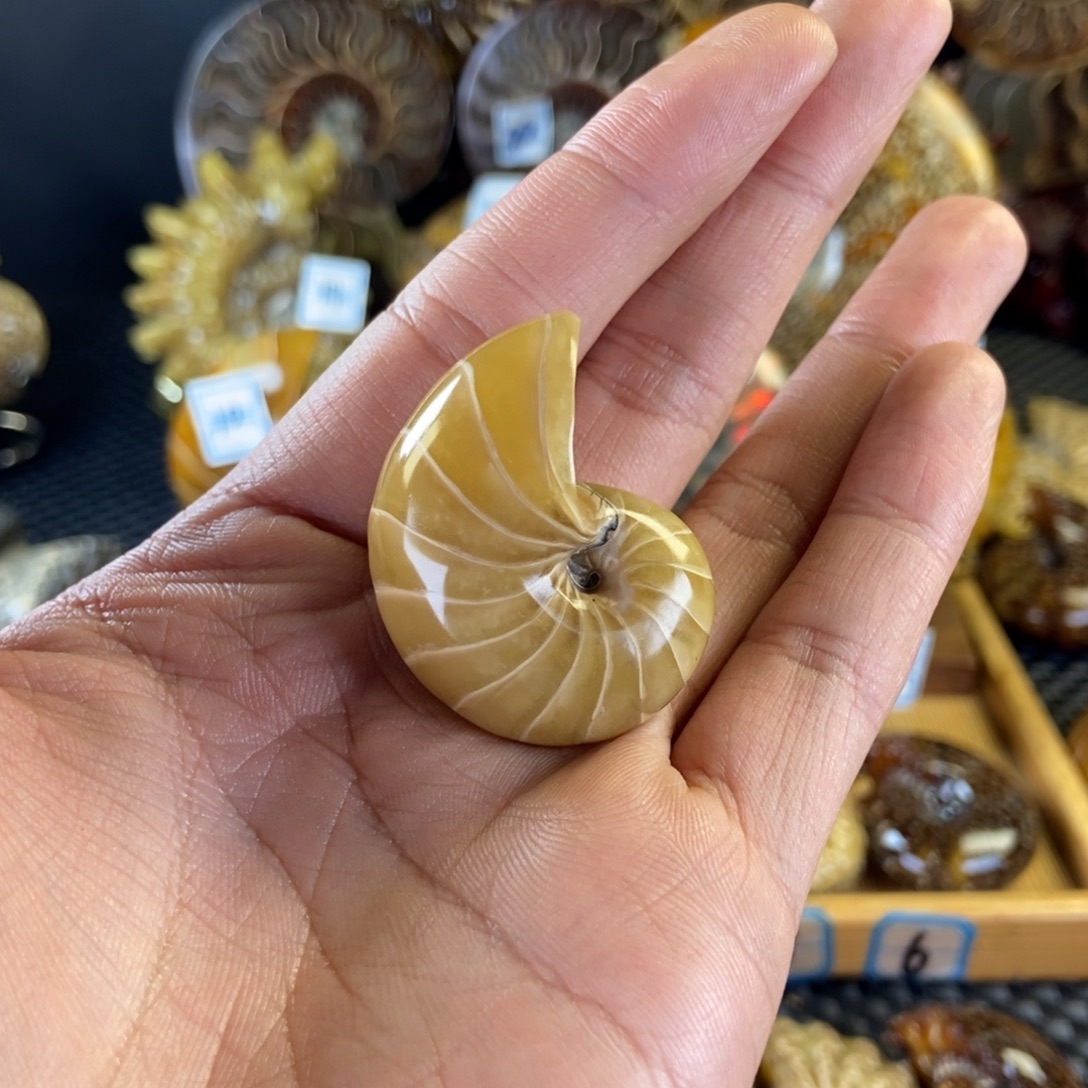 玉天然古生物化石鹦鹉螺化石