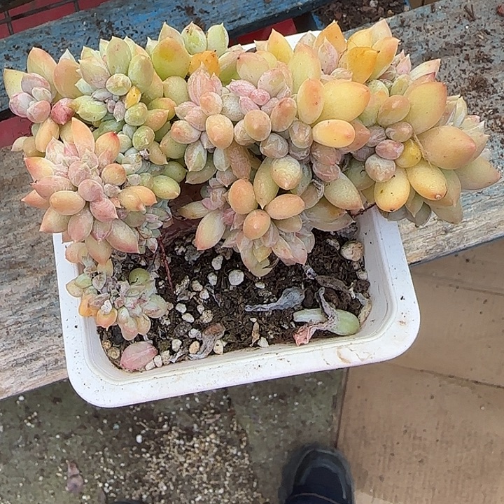 云****青蛙王子儿童牙膏套装11