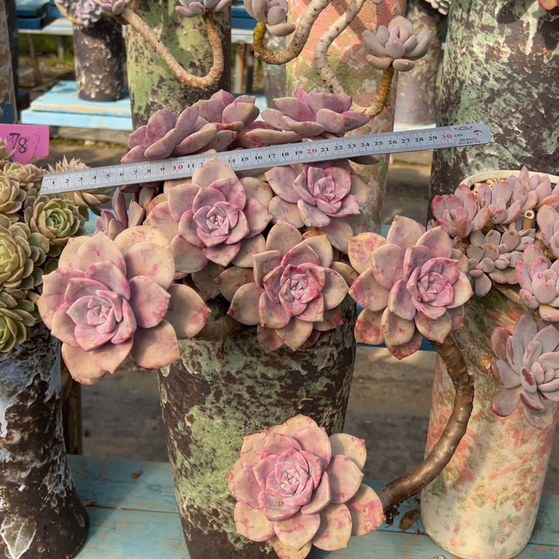 露养老桩脱土裸根紫乐加运费