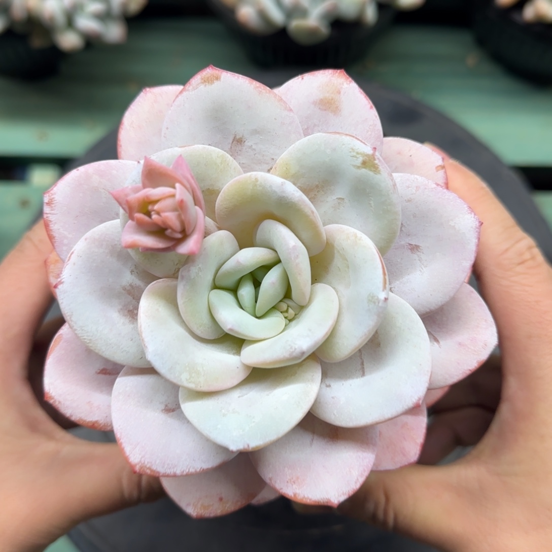 雪茶单头多肉，发货点延迟