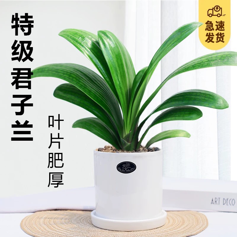 带花苞君子兰老桩盆栽室内阳台好养名贵花卉