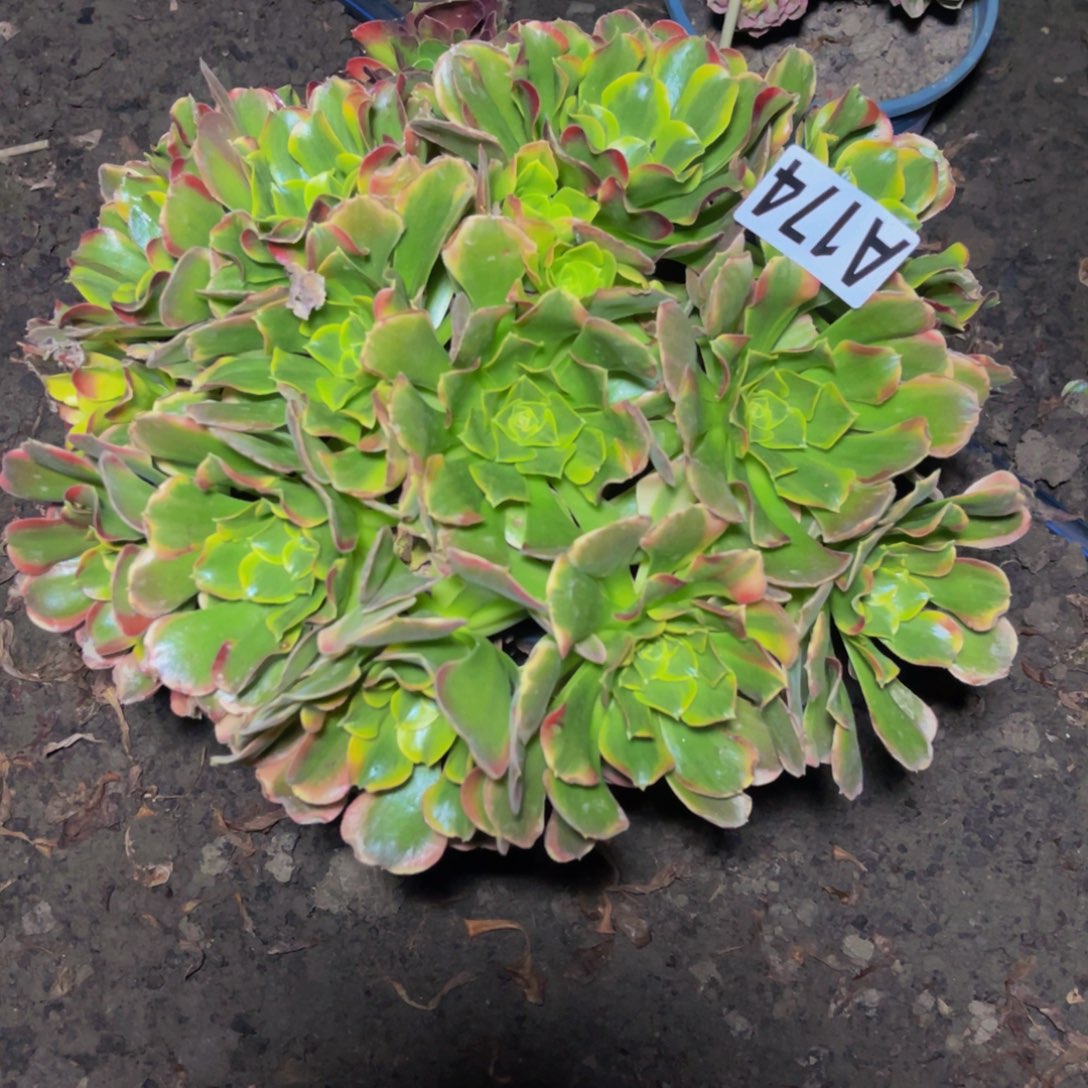 炫彩法师16//24包邮