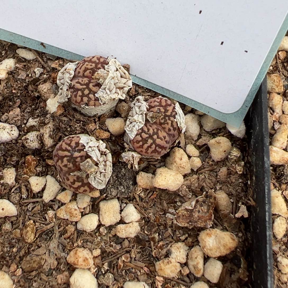 28-187肉锥多肉植物，