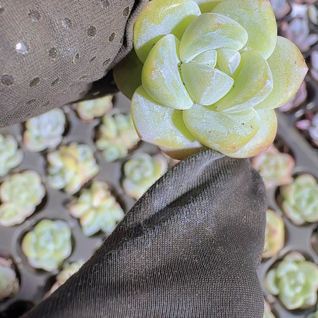 精品冰玉两颗一组
