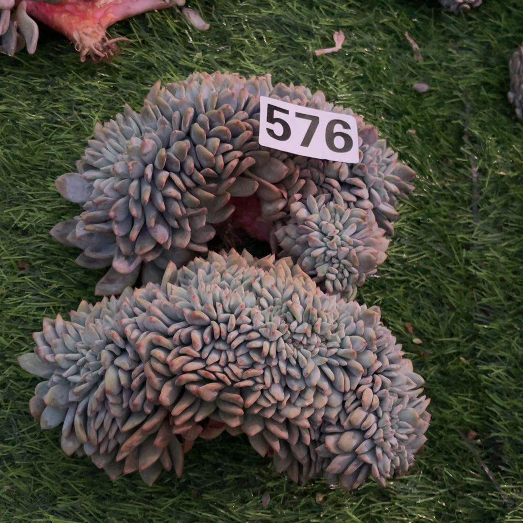 霜***叶576号148899999999999