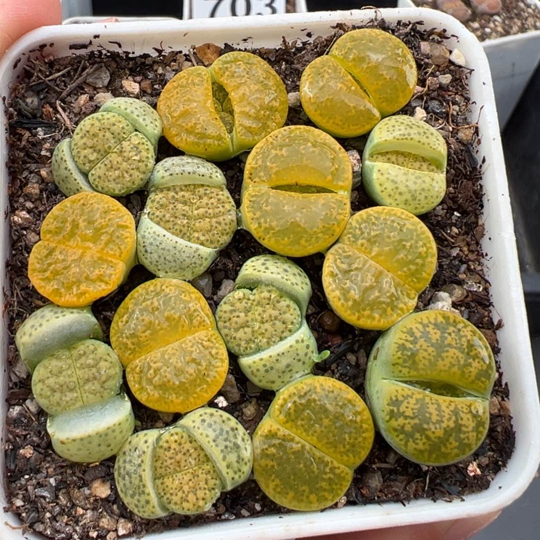 1.26好看的多肉818