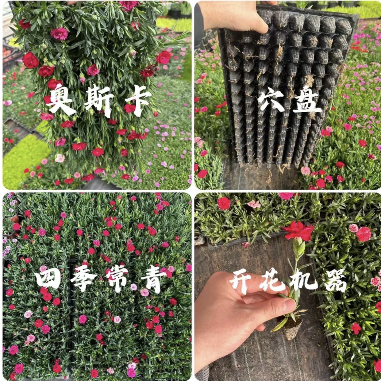 康乃馨奥斯卡128穴盘苗开花机器四季常青耐寒耐热观景绿化多花