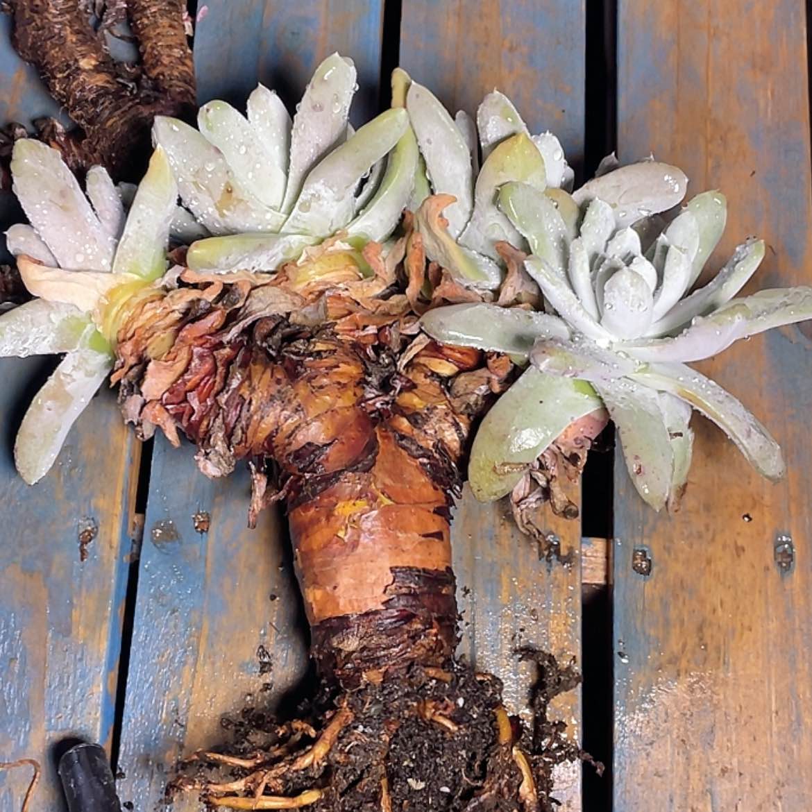 【闪购商品】拇指拇指