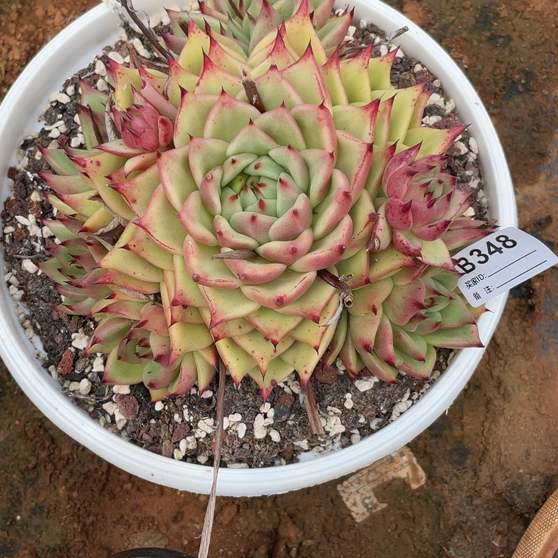 若如东云单拍B348