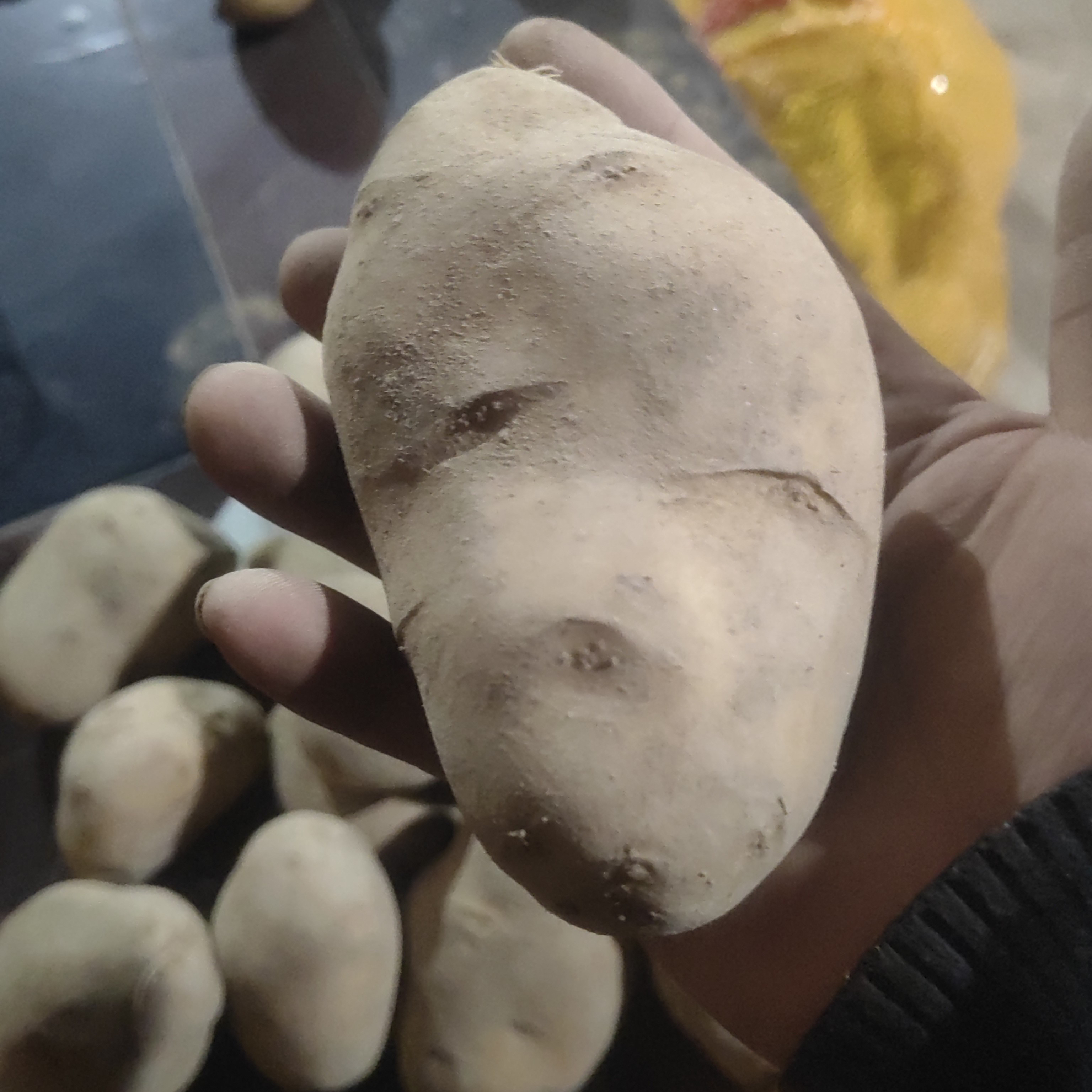 贵州威宁土豆（老品种）沙地种植新鲜土豆