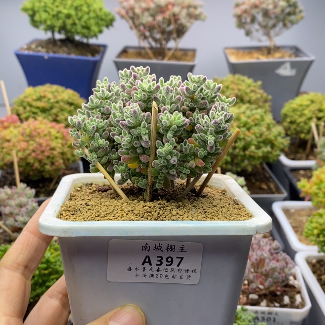 397优选冰晶枝干番杏