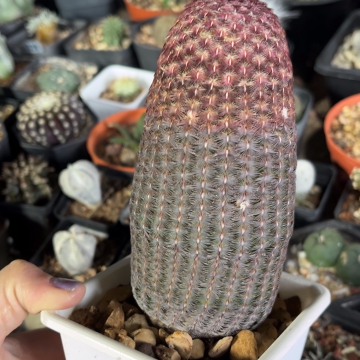 仙人球一物一拍实生