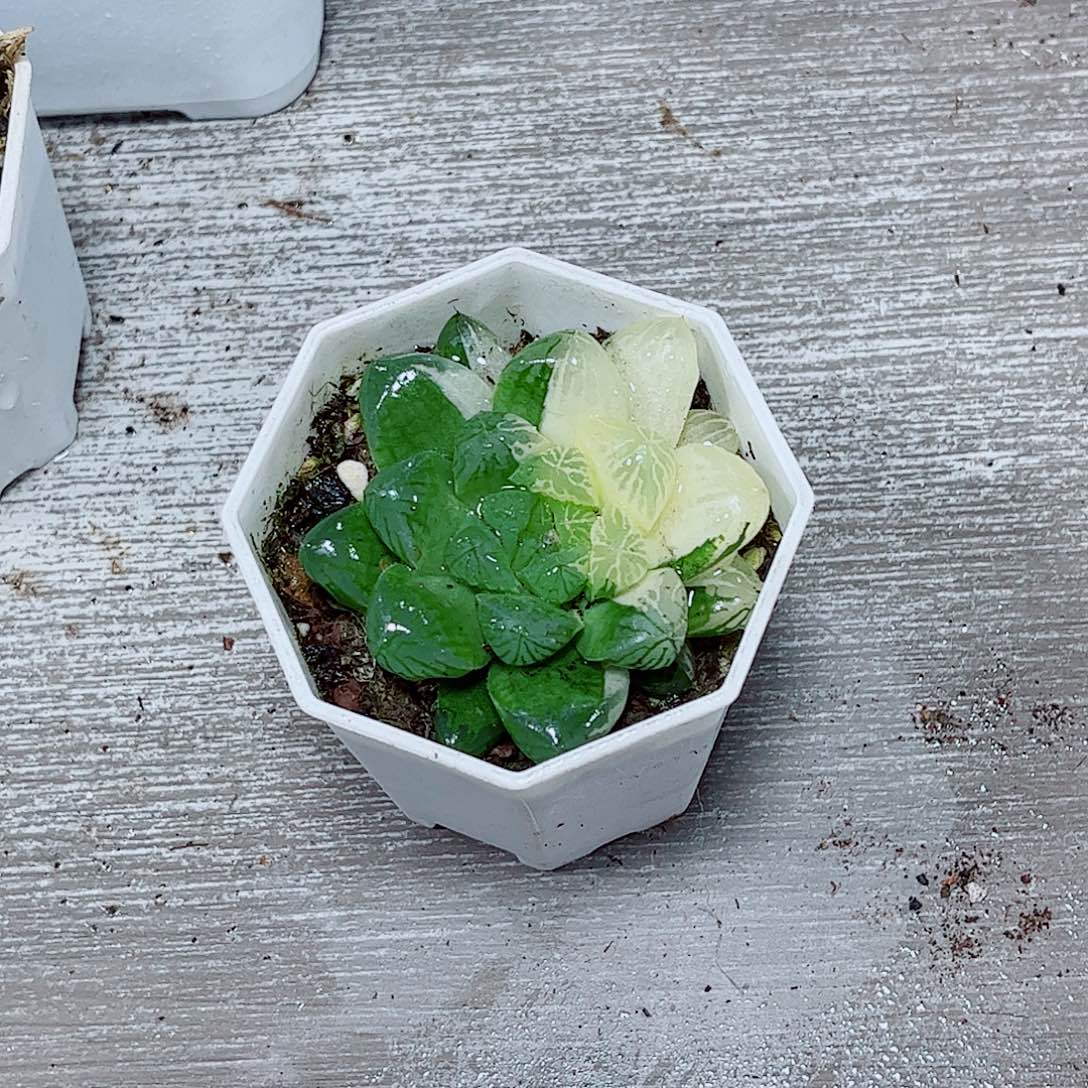 花火锦玉露一勿一拍