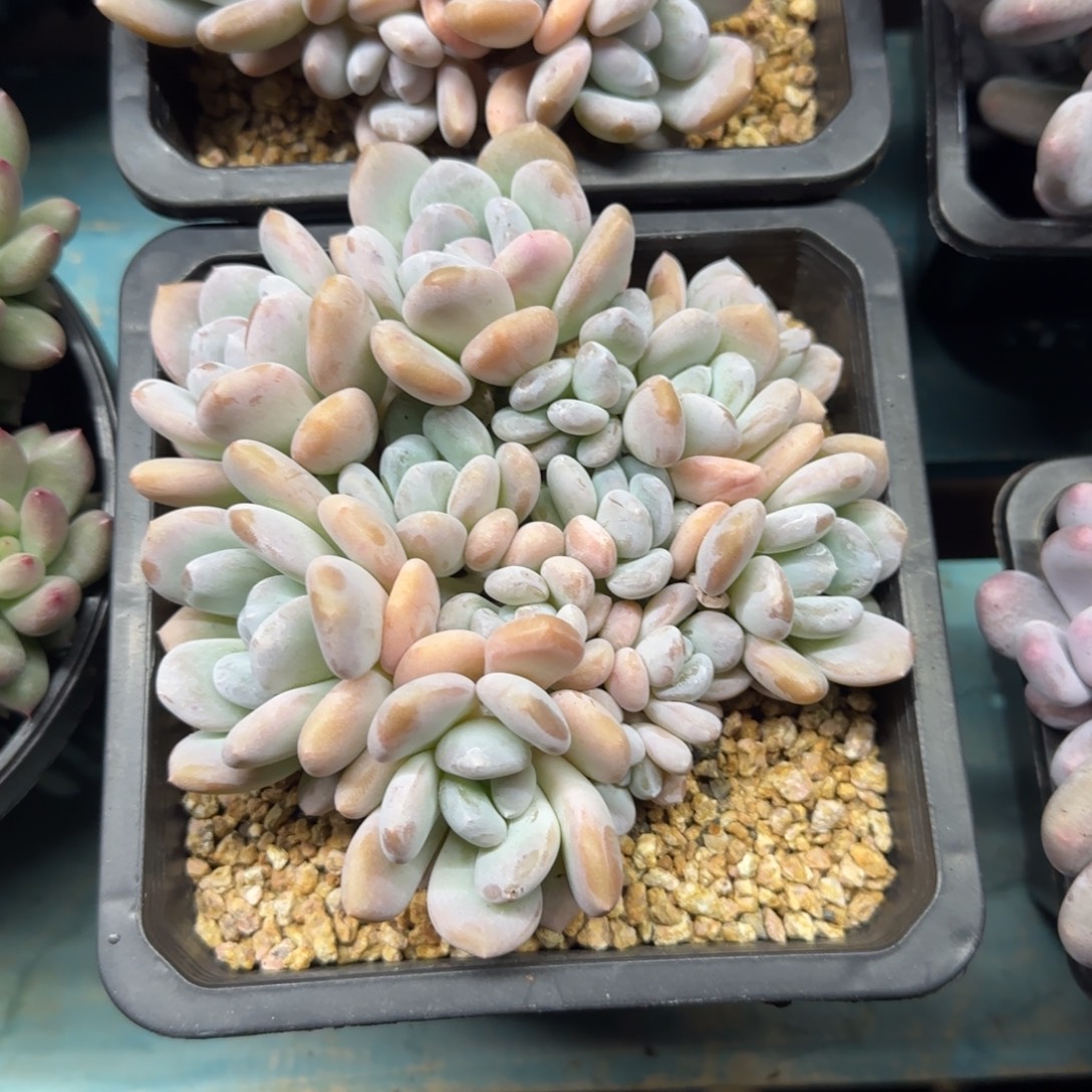 米雪13头，发货点延迟