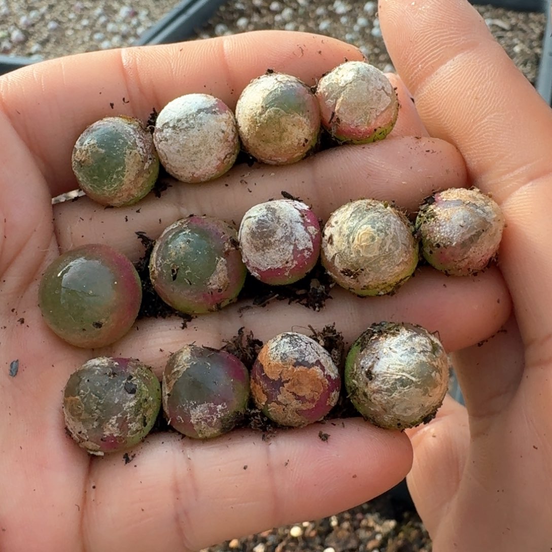 521灯泡尺寸1.2到1.5十三颗发货