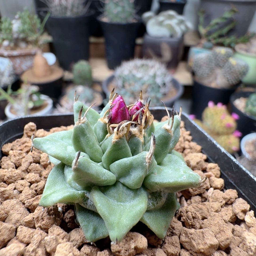 实生赤花娇丽带盆发货
